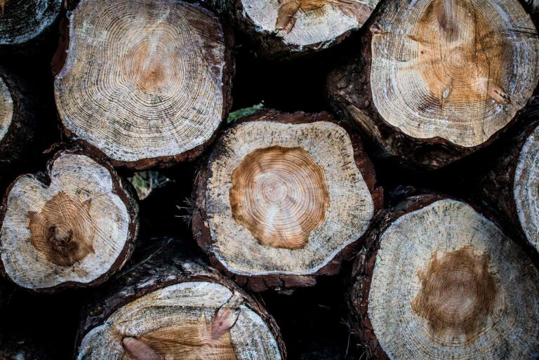 Dónde comprar hongos adaptógenos en Argentina (guía confiable)